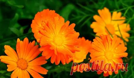 Лечебные мази от варикоза - Я ЗДОРОВ! - медиаплатформа МирТесен