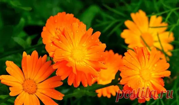 Лечебные мази от варикоза - Я ЗДОРОВ! - медиаплатформа МирТесен