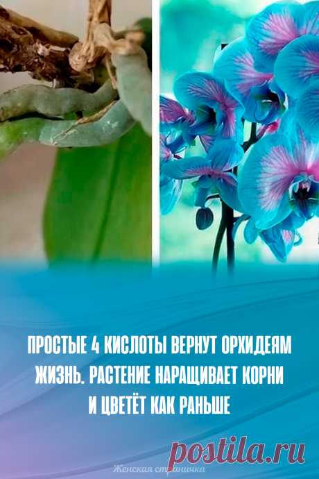 Простые 4 кислоты вернут орхидеям жизнь. Растение наращивает корни и цветёт как раньше
