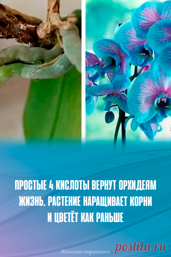 Простые 4 кислоты вернут орхидеям жизнь. Растение наращивает корни и цветёт как раньше