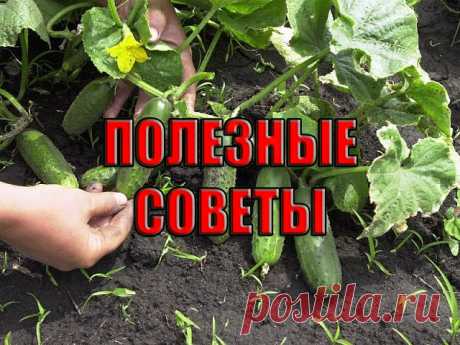 ✔ ПОЛЕЗНЫЕ СОВЕТЫ : 
✪ Сохраните чтобы не потерять.