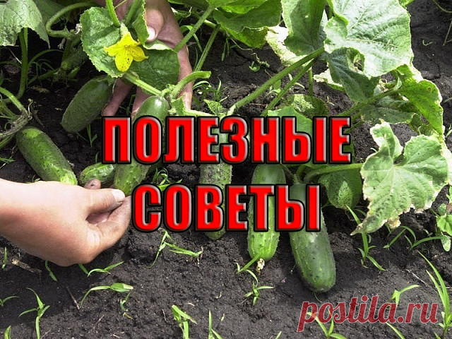 ✔ ПОЛЕЗНЫЕ СОВЕТЫ : 
✪ Сохраните чтобы не потерять.