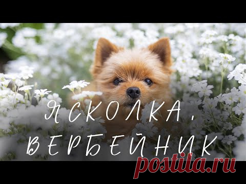 Ясколка I вербейник
