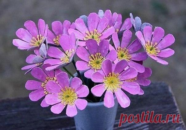 Вот такие милые цветы можно сделать со своими детками из лотков от яиц)) / Экстремальный досуг