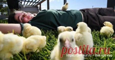 Как выбирать цыплят на рынке – 10 правил про суточных несушек и бройлеров для новичков 🐣 | Курочка | Яндекс Дзен