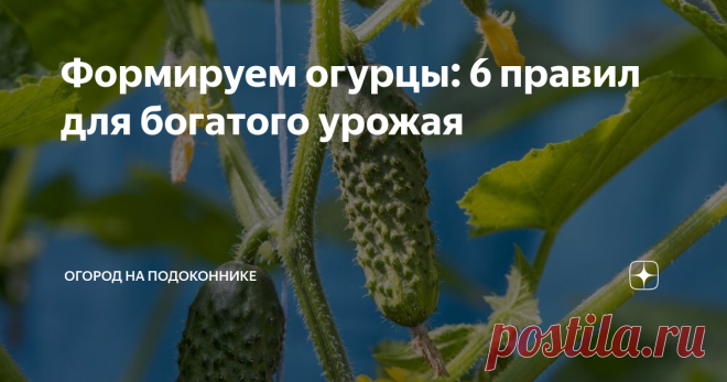 Формируем огурцы: 6 правил для богатого урожая Огурцы — довольно крупные растения. Если им давать свободно расти и не заниматься формированием, то в итоге это может привести к сокращению периода плодоношения и, как следствие, к не очень большой урожайности. Чтобы огурчики могли чувствовать себя максимально комфортно и им хватало сил для обильного плодоношения, необходимо заниматься формированием кустов. Во-первых, благодаря этому все растения будут выглядеть очень аккуратн...