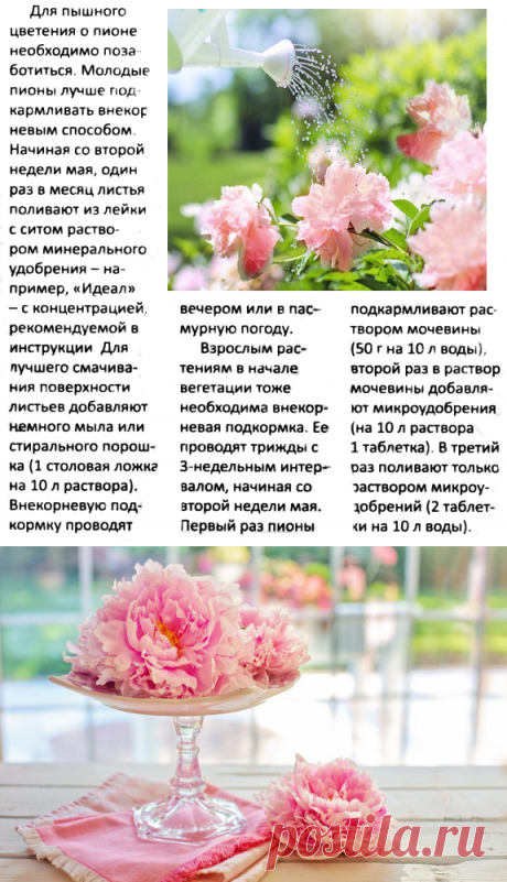 Пионы отцвели: Что дальше делать с ними? Всё об отцветших пионах | Дача