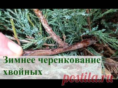 Зимнее черенкование хвойных 2