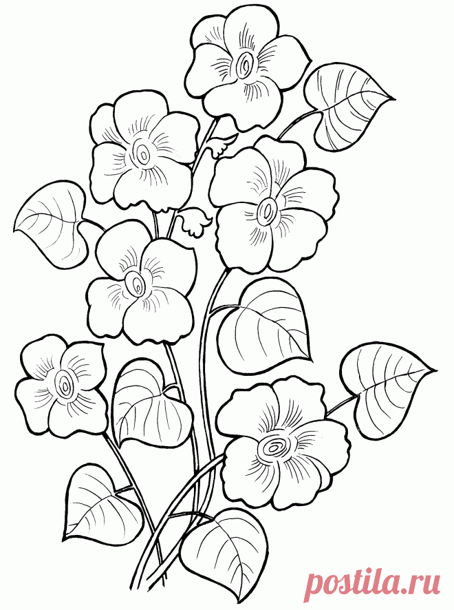Раскраски цветов скачать или распечатать