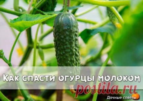 Как спасти огурцы молоком
На вашей грядке с огурцами появилась черная тля. Листья скрючиваются, засыхают. Затем погибают и плети. Раствор мыла практически не помогает. И древесная зола не дает желаемых результатов. 
Попробуйте следующий состав: 1 литр свежего молока и 1 столовую ложку йода (йодистого калия) хорошо взбить, а полученную эмульсию растворить в 10 л воды. При помощи опрыскивателя побрызгать огурцы.