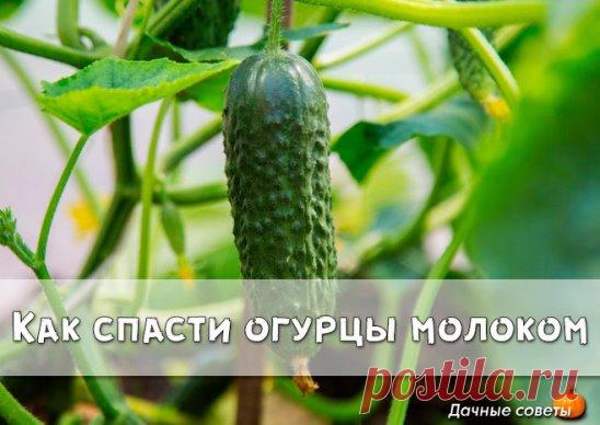 Как спасти огурцы молоком
На вашей грядке с огурцами появилась черная тля. Листья скрючиваются, засыхают. Затем погибают и плети. Раствор мыла практически не помогает. И древесная зола не дает желаемых результатов. 
Попробуйте следующий состав: 1 литр свежего молока и 1 столовую ложку йода (йодистого калия) хорошо взбить, а полученную эмульсию растворить в 10 л воды. При помощи опрыскивателя побрызгать огурцы.