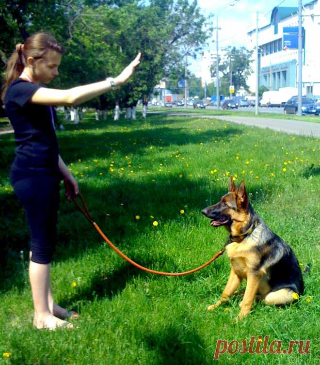 Общий курс дрессировки немецкой овчарки