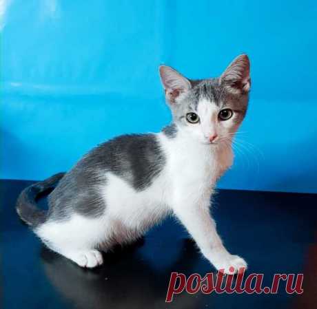 Кошки и котята - Барахла.Нет в Новосибирске