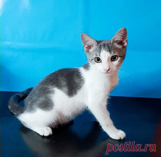 Кошки и котята - Барахла.Нет в Новосибирске