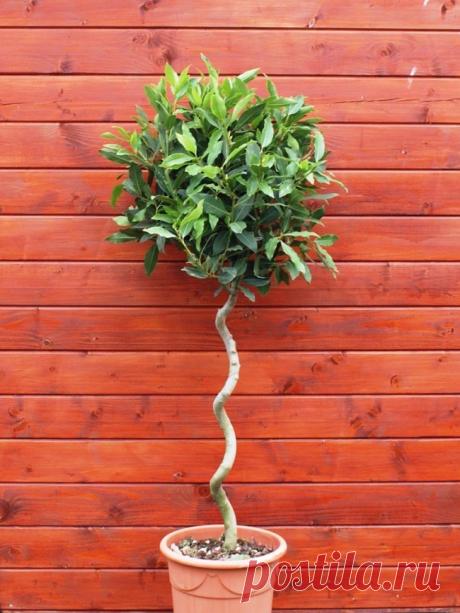 10 растений для идеального микроклимата в доме