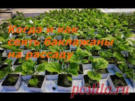 Когда и как сеять баклажаны на рассаду.