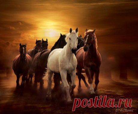 ♥ Табуны прекрасных лошадей ♥ | 86 фотографий |