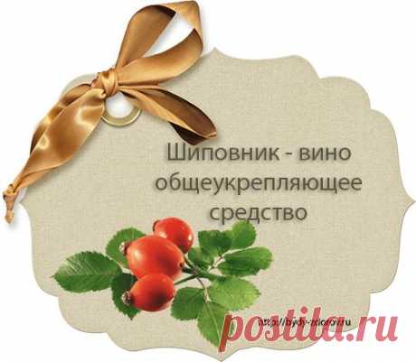 Шиповник - вино общеукрепляющее средство |