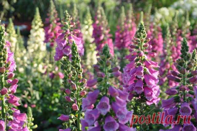 Наперстянка, или Дигиталис (Digitalis)