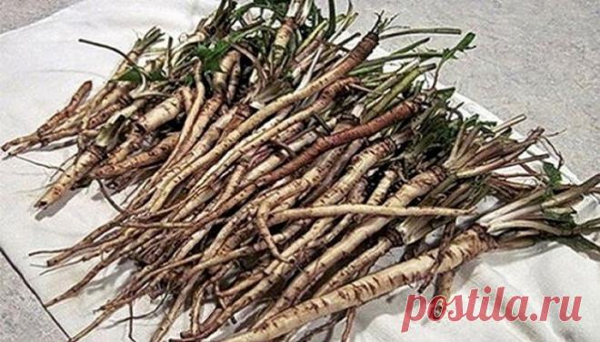 Ученые обнаружили, что эффект от корня этого сорняка под нашими ногами в 100 раз лучше, чем химиотерапии