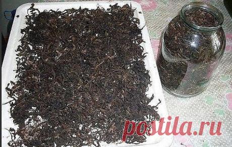 ЗАГОТОВКА ИВАН - ЧАЯ. Личный опыт из поселения.

Где-то прочитал информацию, что в 19 веке Копорский чай или Иван-чай поставлялся русскими купцами на экспорт в Европу в огромных количествах и очень высоко в Европе ценился. Да и наши пра-прадедушки и прабабушки сидя за столом с самоваром, наверняка пили не черный индийский, а этот замечательный, исконно русский чай. Захотелось возродить традицию приготовления Копорского чая, и вот, решив попробовать приготовить чай своими р...