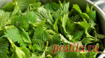 Молодая крапива - целебная сила! Собираем, заготавливаем и готовим блюда