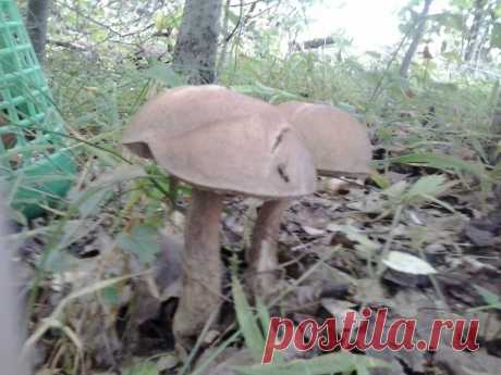 Грибное царство
