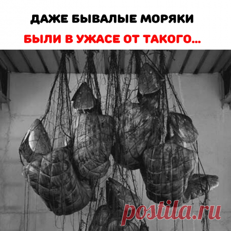 тела мертвых купцов, которых раннее
взяли в плен именно на этом судне.
Трупы эвакуировали и похоронили
каждого на своей родине. Ученых
наградили за то, что они разгадали
загадку о пропавших купцах.