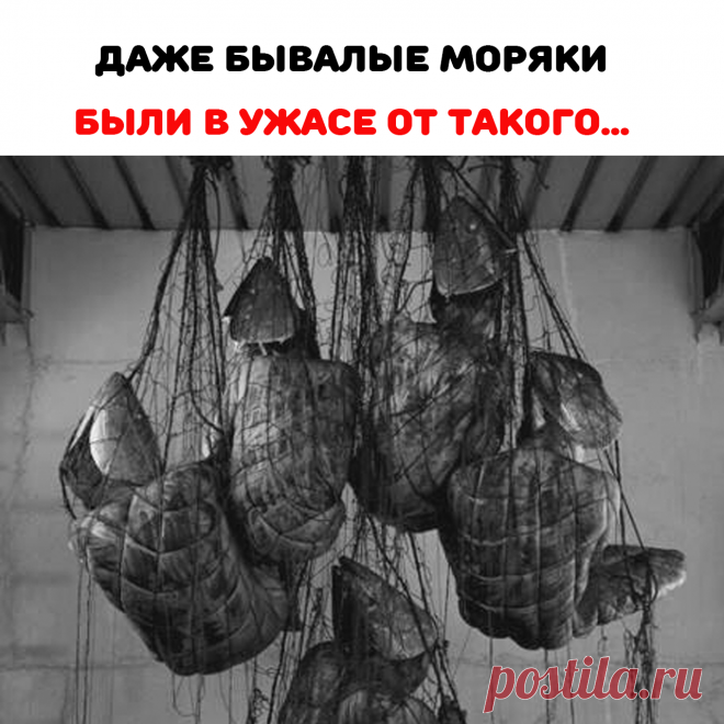 тела мертвых купцов, которых раннее
взяли в плен именно на этом судне.
Трупы эвакуировали и похоронили
каждого на своей родине. Ученых
наградили за то, что они разгадали
загадку о пропавших купцах.