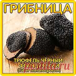Грибница субстрат микоризный Трюфель черный Французский, 1 л
