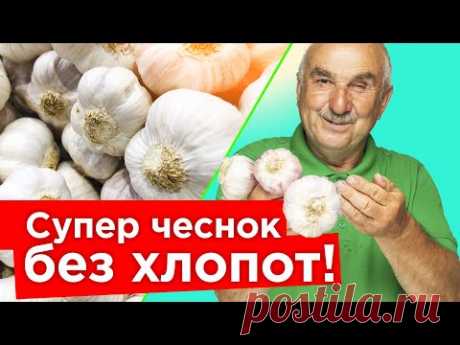 ЧЕСНОК УДИВИТ НЕБЫВАЛЫМ УРОЖАЕМ, ЕСЛИ ПОСАДИТЬ ЕГО ТАК ОСЕНЬЮ! Пошаговая посадка чеснока от агронома