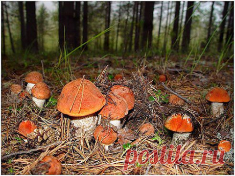 Подосиновики)))))