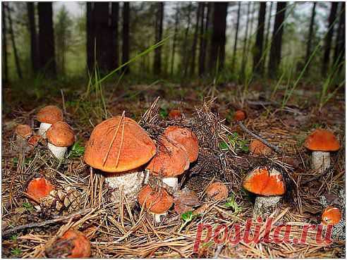 Подосиновики)))))