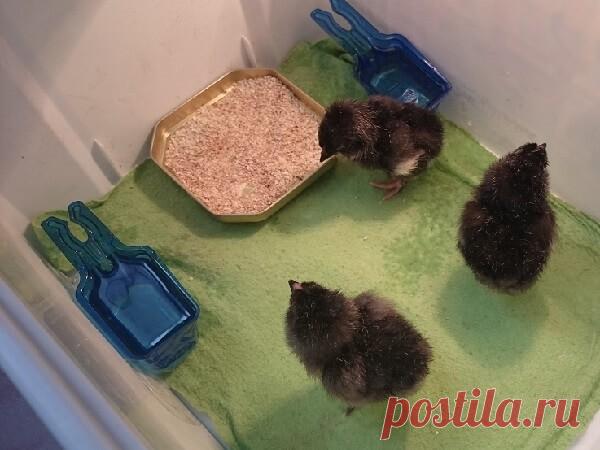 Как помочь цыпленку вылупиться и нужно ли помогать? Бывают моменты, когда цыпленок не может сам выбраться из яйца. Как помочь цыпленку вылупиться из яйца? Фото и видео, очищаем тупую сторону и оставлем.