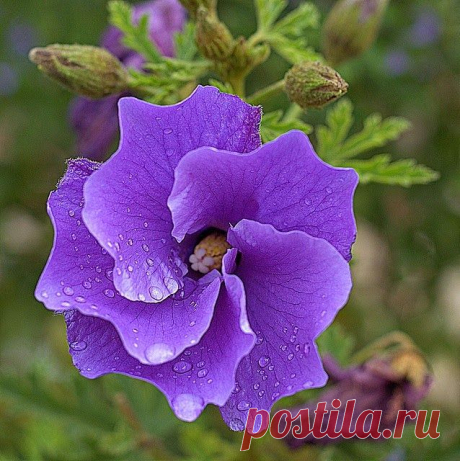 Australian Native Hibiscus