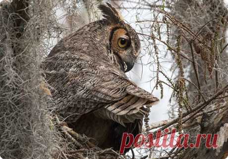 Лесная красавица