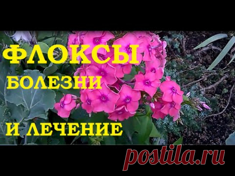 Флоксы. Появился белый налет. Лечение! — Делаем руками