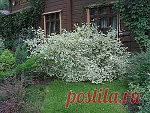 Виды дерена для украшения зимнего сада | Дача - впрок