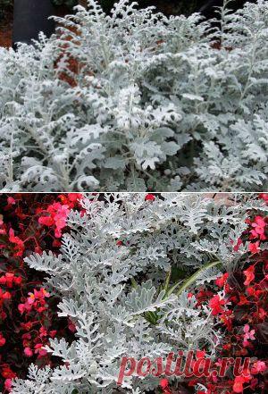 СЕРЕБРИСТАЯ ЦИНЕРАРИЯ | Самоцветик