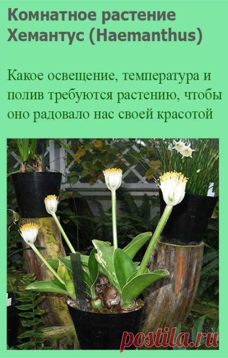 Комнатное растение Хемантус (Haemanthus). Название растения намекает на яркую окраску его мощного соцветия (греч. haima - "кровь"). Соцветие поднимается над компактной розеткой листьев на цветоносе длиной до 60 см. Родина растений - Южная Африка, где хемантусы растут на склонах гор. У некоторых видов осенью или в начале зимы есть период покоя, на время которого растения сбрасывают листья.