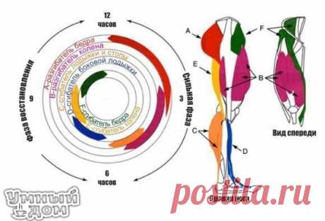 Какие мышцы работают при езде на велосипеде? Езда на велосипеде хорошо развивает сердечно-сосудистую систему и мышечную силу. По своей интенсивности занятия на велосипеде приравниваются к бегу. Хотя, при езде на байке кажется, что работают только мышцы ног, но это нет так. Велоспорт хорошо развивает и верхнюю часть тела. Какие же мышцы работают при езде на велосипеде? Хотя мышцы рук и плеч работают при повороте руля и подъеме на крутые горки, у велосипедистов эти мышцы не очень сильные.…