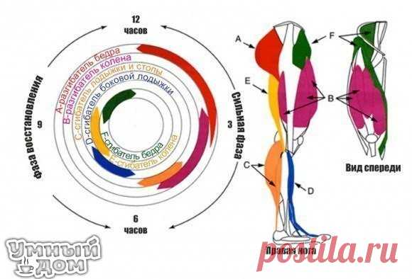 Какие мышцы работают при езде на велосипеде? Езда на велосипеде хорошо развивает сердечно-сосудистую систему и мышечную силу. По своей интенсивности занятия на велосипеде приравниваются к бегу. Хотя, при езде на байке кажется, что работают только мышцы ног, но это нет так. Велоспорт хорошо развивает и верхнюю часть тела. Какие же мышцы работают при езде на велосипеде? Хотя мышцы рук и плеч работают при повороте руля и подъеме на крутые горки, у велосипедистов эти мышцы не очень сильные.…