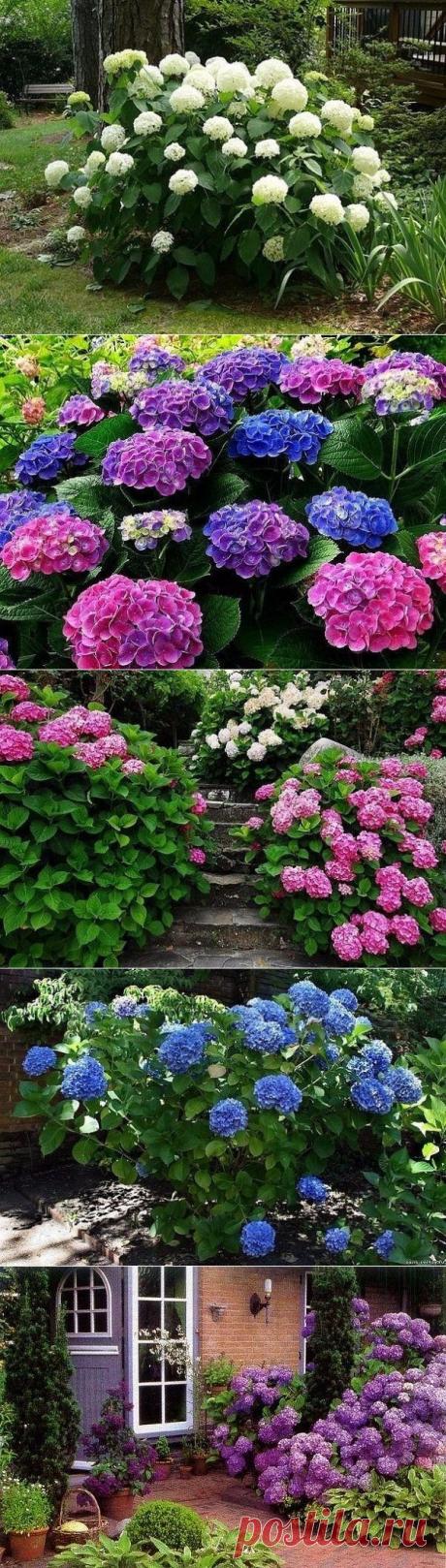 (69) Одноклассники