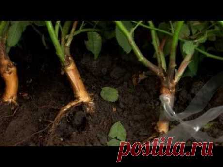 Прививка розы на шиповник или окулировка щитком под кору , в средней полосе России.