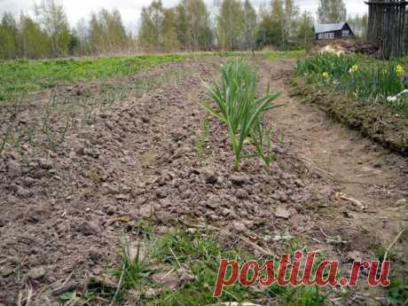 Борьба с сорняками в саду — Делимся советами