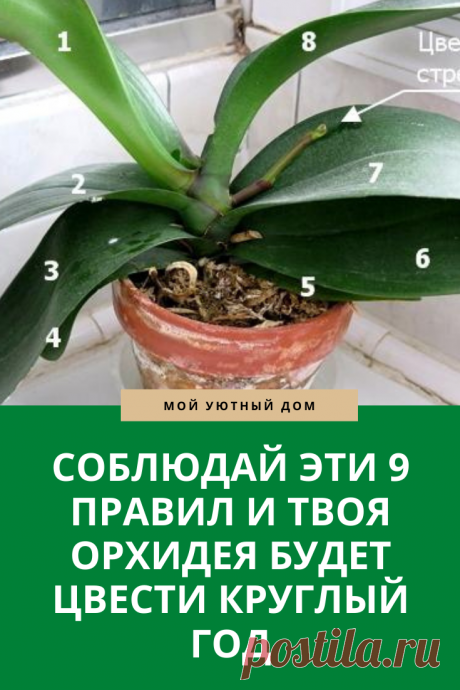 Советы которые помогут орхидее цвести круглый год