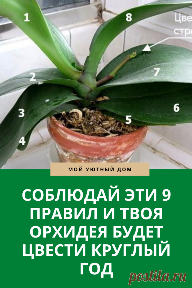 Советы которые помогут орхидее цвести круглый год