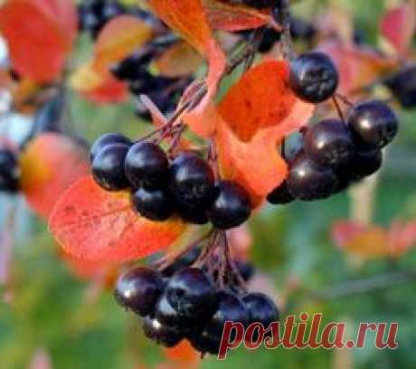 Самые полезные ягоды. Укрепляем иммунитет к зиме