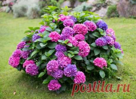 Рабочий и самый простой способ размножение гортензии черенками - Идеальная хозяйка