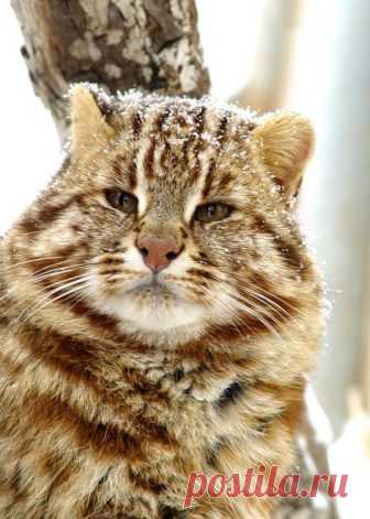 дальневосточный лесной кот